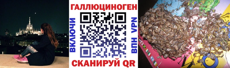 Псилоцибиновые грибы Psilocybe Славянск-на-Кубани